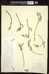 Botrychium matricariifolium image