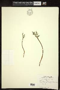 Botrychium matricariifolium image