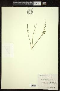 Botrychium matricariifolium image