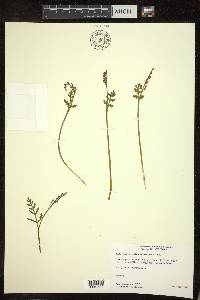 Botrychium matricariifolium image