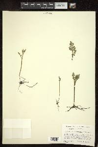 Botrychium matricariifolium image