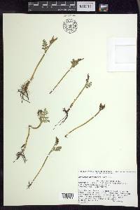 Botrychium matricariifolium image