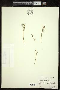 Botrychium matricariifolium image