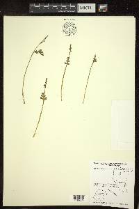 Botrychium matricariifolium image