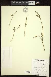 Botrychium matricariifolium image