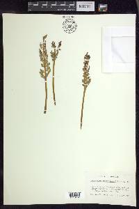 Botrychium matricariifolium image