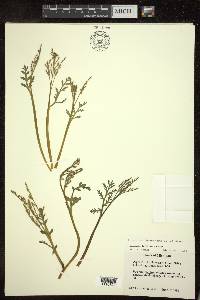 Botrychium matricariifolium image