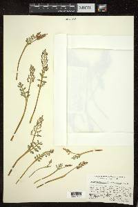 Botrychium matricariifolium image