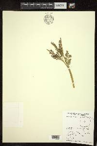 Botrychium matricariifolium image