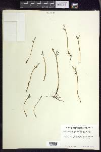 Botrychium matricariifolium image