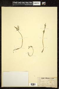 Botrychium matricariifolium image