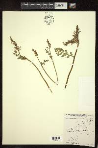 Botrychium matricariifolium image