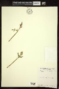 Botrychium matricariifolium image