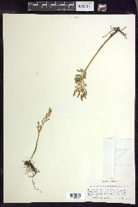 Botrychium matricariifolium image