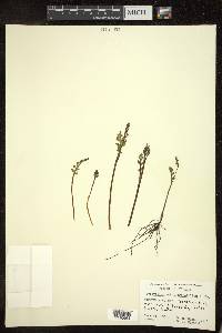 Botrychium matricariifolium image