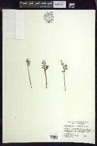 Botrychium matricariifolium image