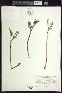 Botrychium matricariifolium image