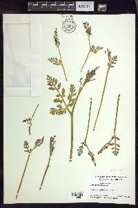 Botrychium matricariifolium image