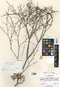 Eriogonum gracile var. incultum image