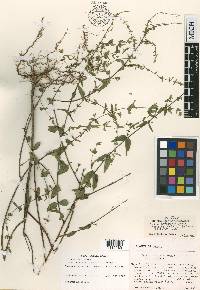Cuphea lobophora var. occidentalis image