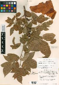 Bursera instabilis image