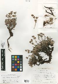 Eriogonum arcuatum image