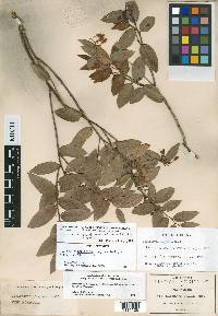 Gaultheria erecta image