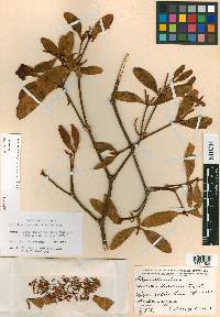 Phoradendron aurantiacum image