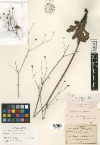 Eriogonum rupestre image