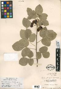Ptelea rhombifolia image