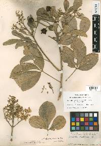 Esenbeckia berlandieri subsp. acapulcensis image