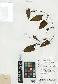 Ipomoea lindenii image