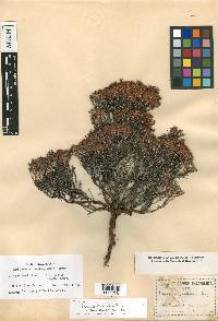 Eriogonum fastigiatum image