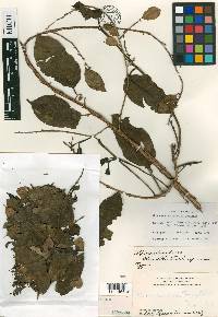 Phthirusa pyrifolia image