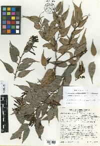 Cavendishia melastomoides image