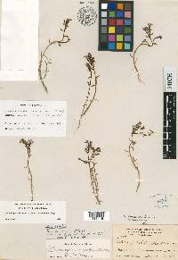 Downingia concolor subsp. brevior image
