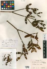 Phoradendron treleaseanum image