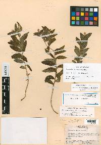 Onosmodium dodrantale image