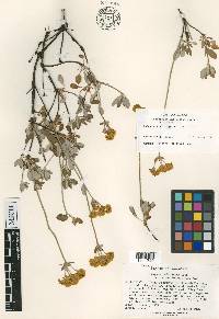 Eriogonum umbellatum var. argus image