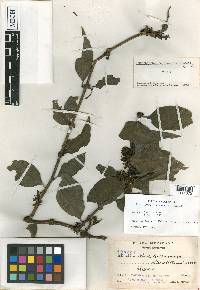 Struthanthus tacanensis image