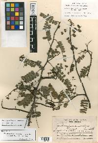 Zanthoxylum foliolosum image