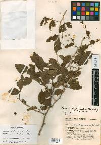 Bursera staphyleoides image