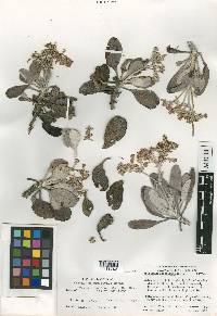 Eriogonum zapatoense image