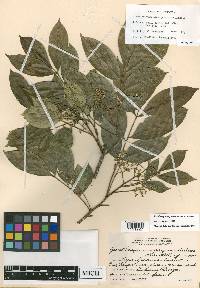 Zanthoxylum panamense image