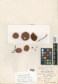 Coccoloba nipensis image