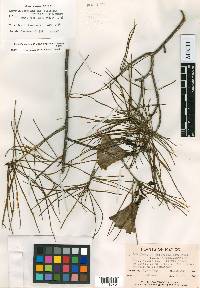 Cascabela pinifolia image