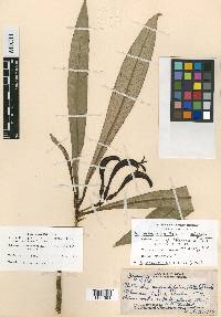 Rollandia angustifolia image