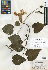 Ipomoea chiriquensis image