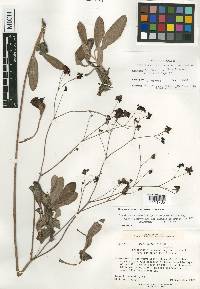 Eriogonum atrorubens image