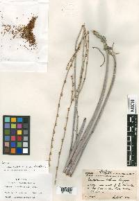 Eriogonum elongatum var. vollmeri image